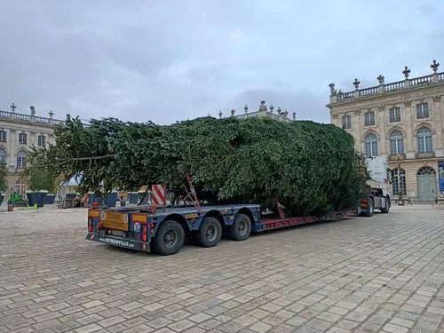 (Photos) : Le Sapin de la place Stanislas est bien arrivé à Nancy